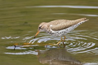 Spotted Sandpiper