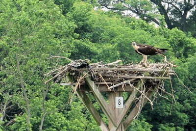 Ospry parents nuturing their fledglings