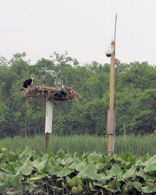 Ospry Cam in background.