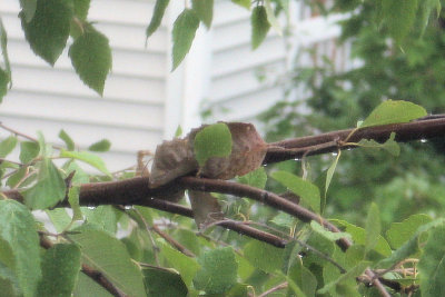 Baby Possum