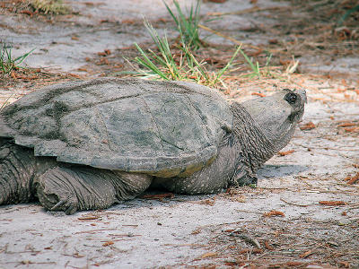 Snapping Turtle on the Move