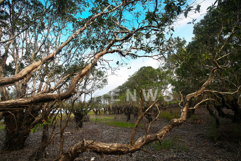 Mangroves in Rantau Abang, Terengganu