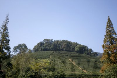 Longjing tea plantation