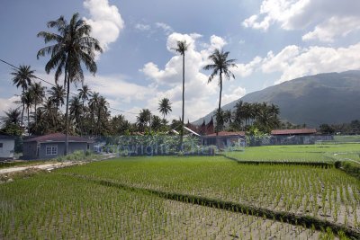 kampung and paddy fields