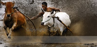 Bull racing on the open and wet rice fields