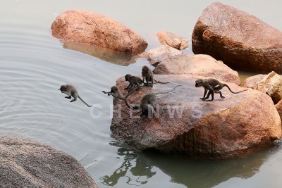Monkeys at Teluk Cempedak