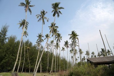 Coconut trees, Kg Sungai Ular
