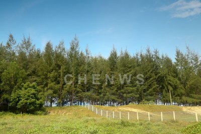Pine trees, Kg Sungai Ular