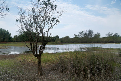 Mangroves in Rantau Abang, Terengganu