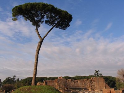 Pine tree, Palatino