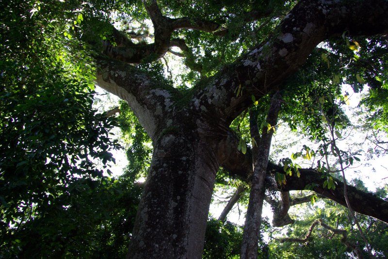 Ceiba Tree - Mature