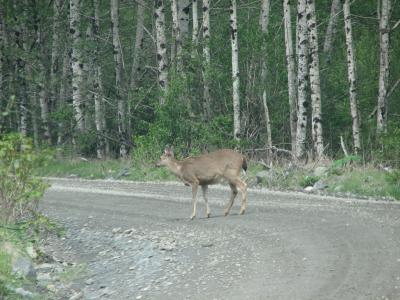 Deer along road from San Josef Bay