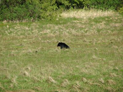 Bear along trail from San Josef Bay