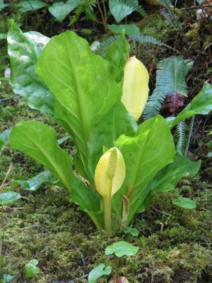 Skunk Cabbage along trail from San Josef Bay