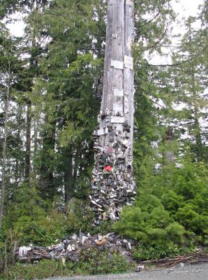 Shoe Tree along road from San Josef Bay