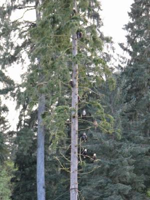 Eagles tree, Bear Cove