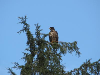 Young eagle, Bear Cove
