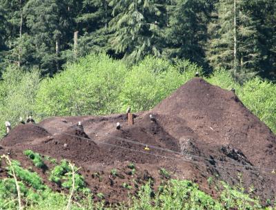 Compost pile with eagles, Bear Cove