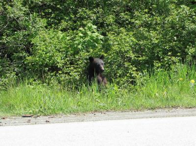 Too close! Bear Cove