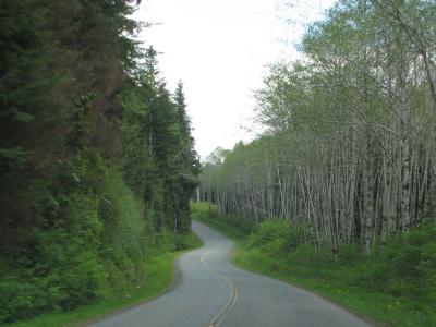 On the road to Port Alice
