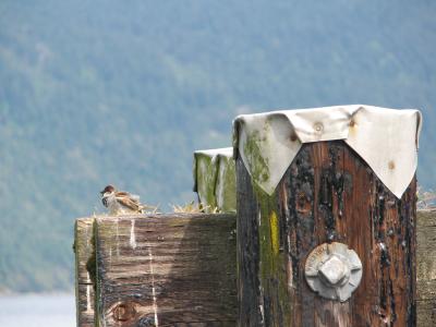 Maple Bay