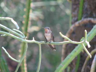 Hummingbird in the garden