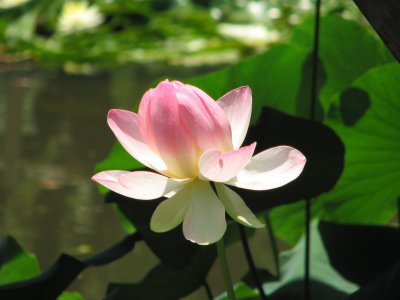 Lotus near the bridge