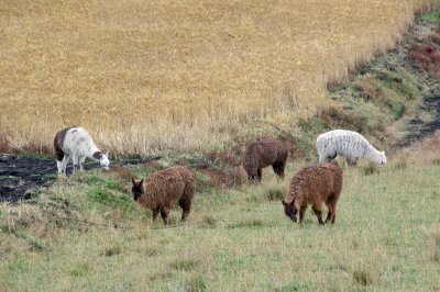 Alpacas