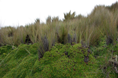 Highland Vegetation