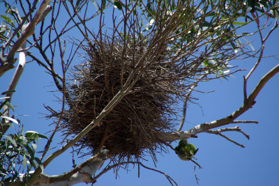 Parakeet nest