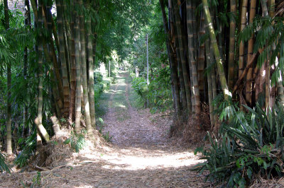 Bamboo Entrance