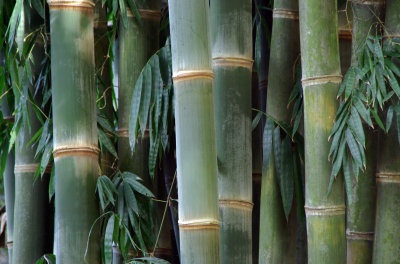 More Bamboo