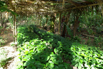 Coffee plants