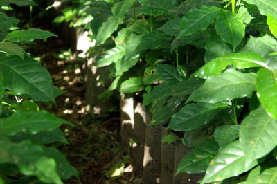 Coffee plants