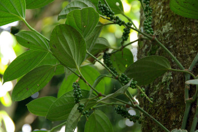 Peppercorns