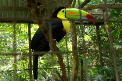 Toucan