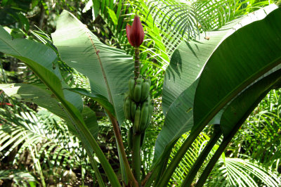 Blooming banana