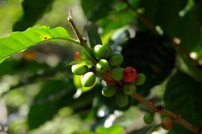 Coffe Fruit