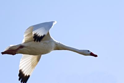 cisne201
