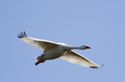cisne202