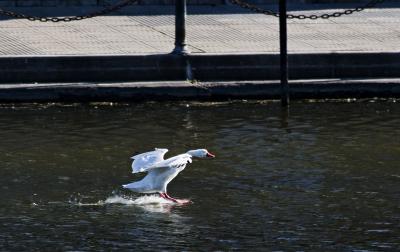 cisne203