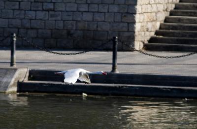 cisne204