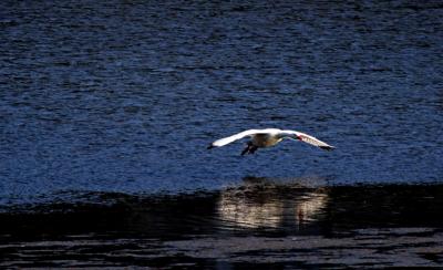 cisne205