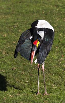 saddlebilled3