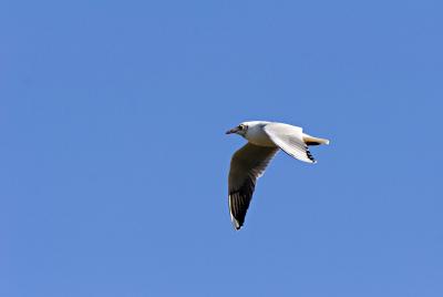 gaviota2