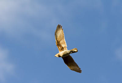 gaviota