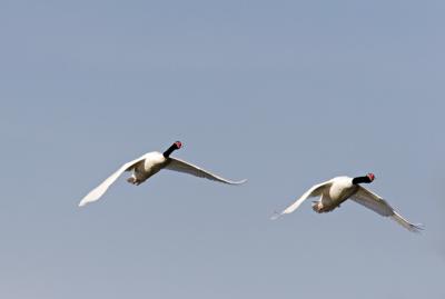 cisnes01