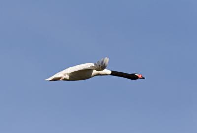 cisnes05