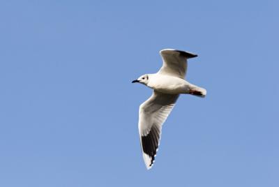 gaviota03