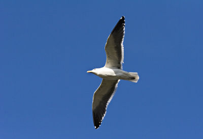 gaviota